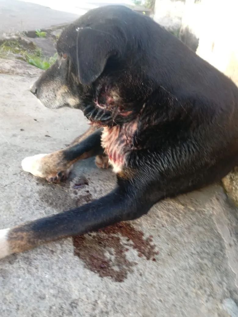 Cão que precisa de ajuda