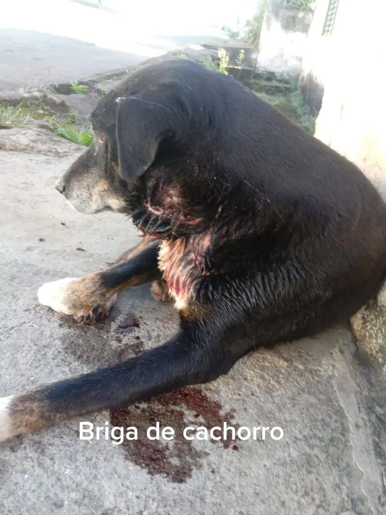 Cão que precisa de ajuda