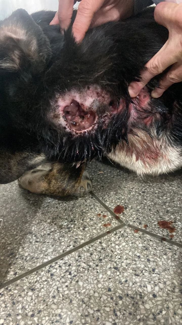 Cão que precisa de ajuda