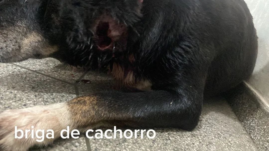 Cão que precisa de ajuda